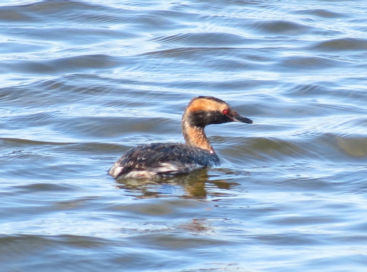 Horned Grebe - ML640334795