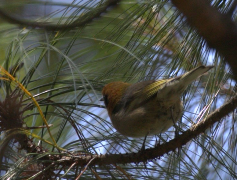 Olive Warbler - ML640334843