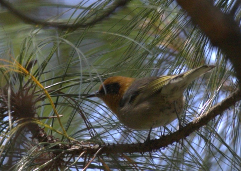Olive Warbler - ML640334844