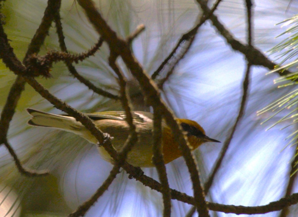Olive Warbler - ML640334845