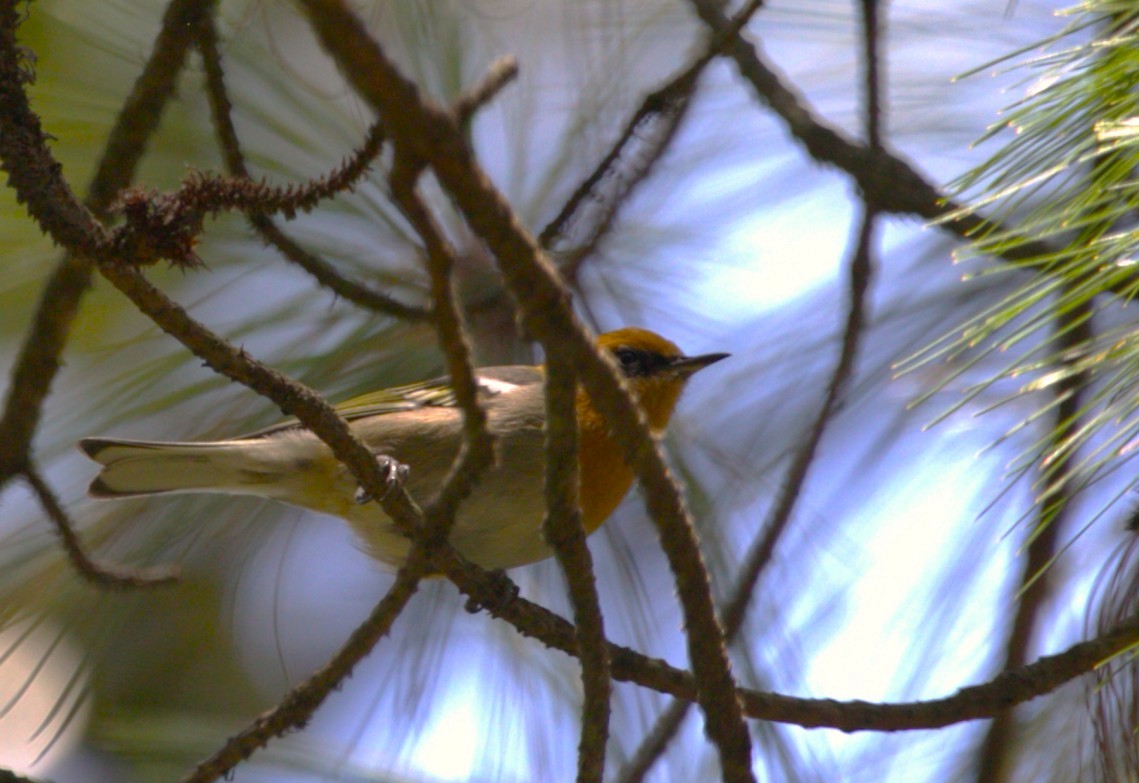 Olive Warbler - ML640334846