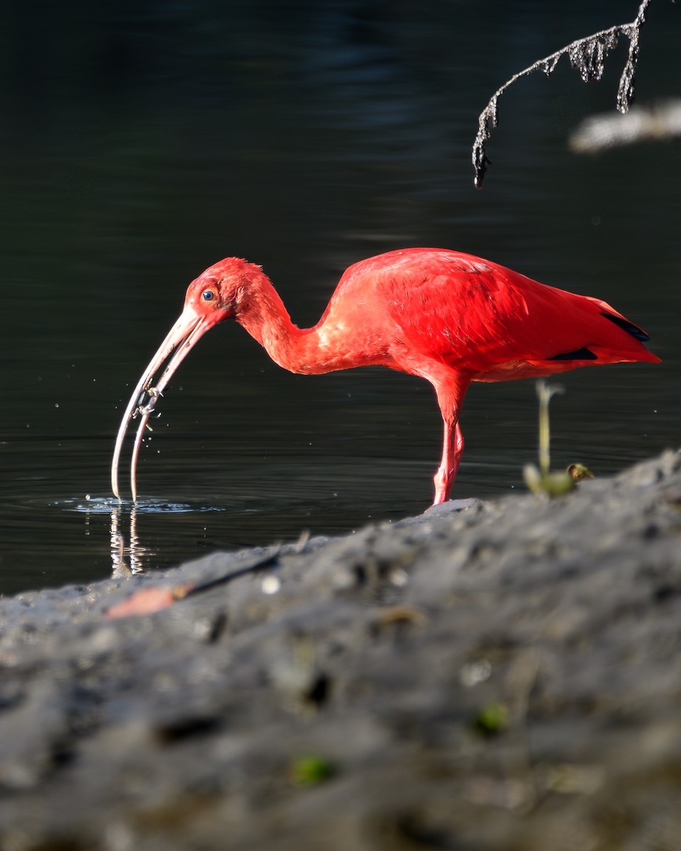Scarlet Ibis - ML640334849
