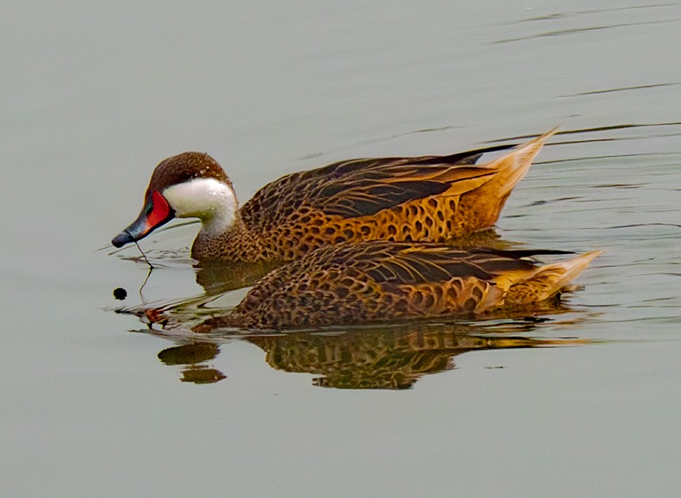 White-cheeked Pintail - ML640334853