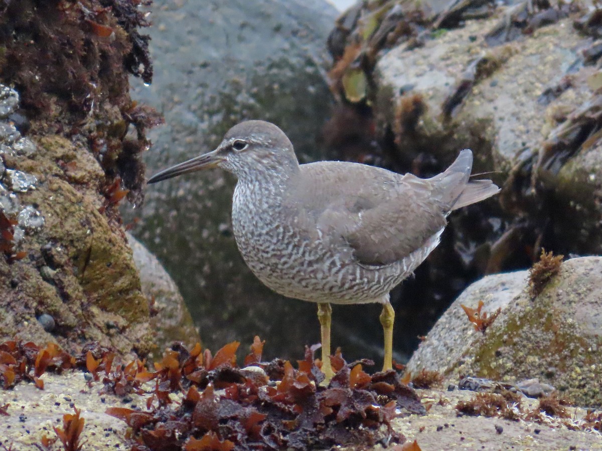 Wandering Tattler - ML640334860