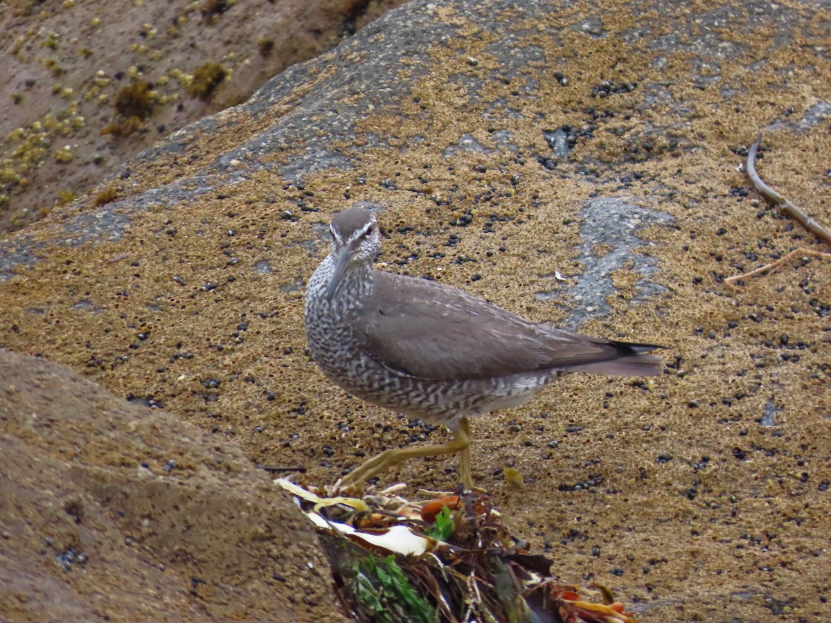 Wandering Tattler - ML640334869