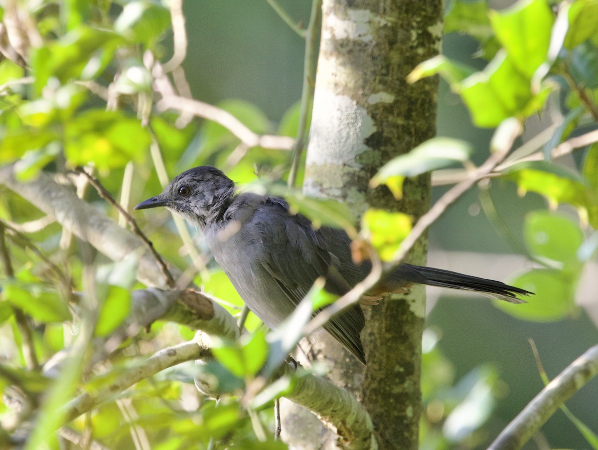 Katzenspottdrossel - ML640334873