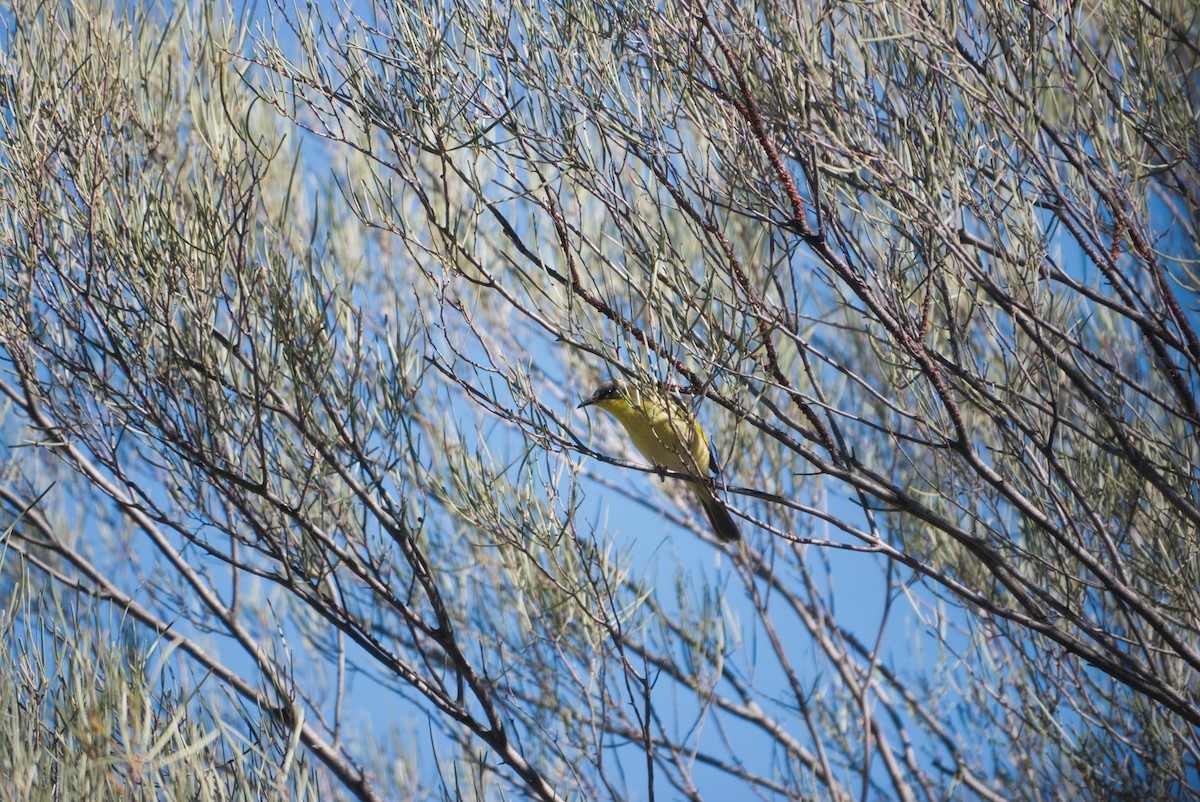 Gray-headed Honeyeater - ML640334894