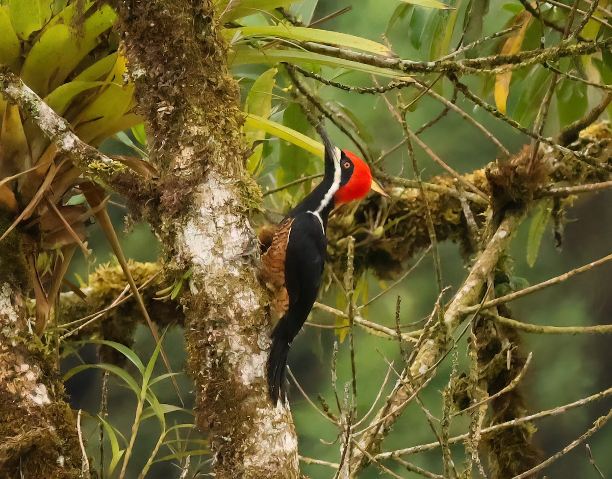 Powerful Woodpecker - ML640334991