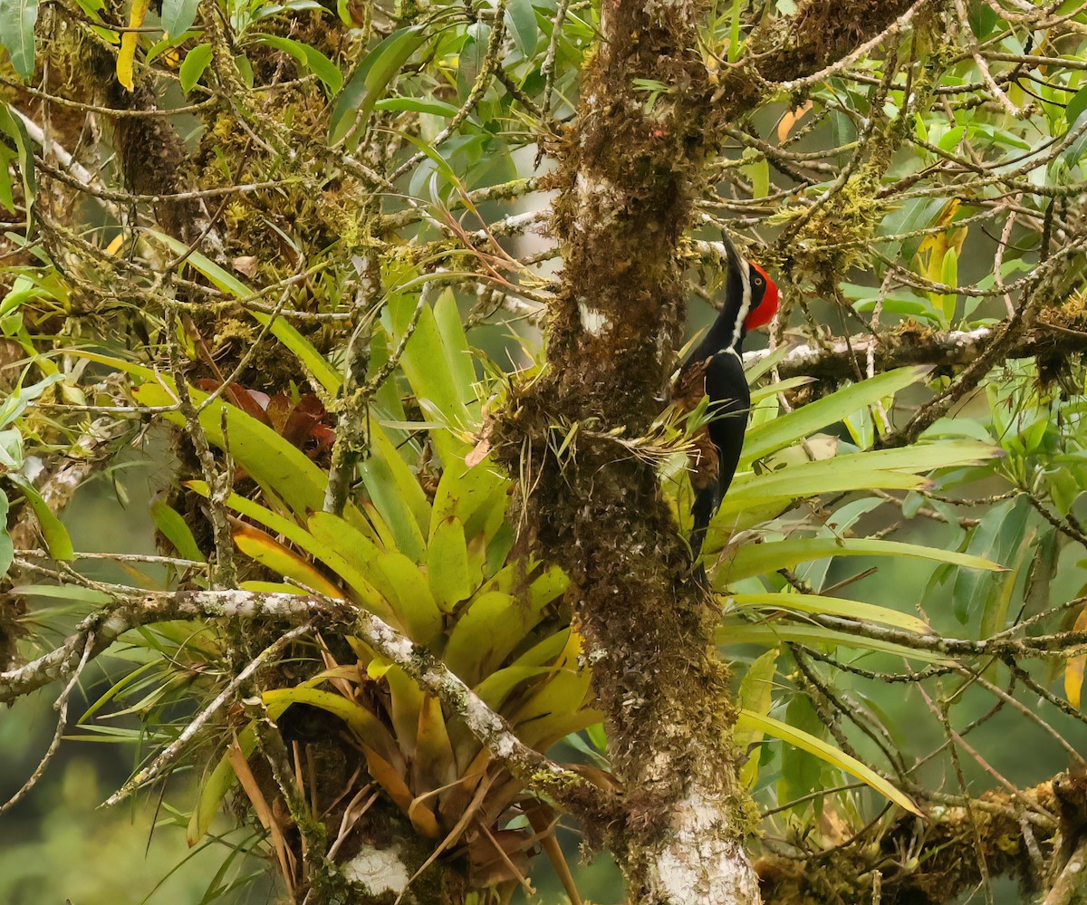 Powerful Woodpecker - ML640334992