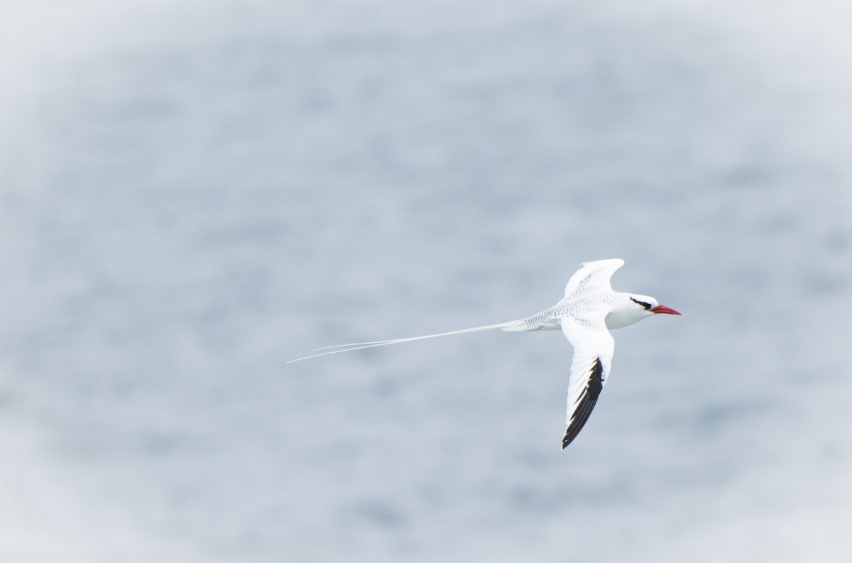Red-billed Tropicbird - ML640335001