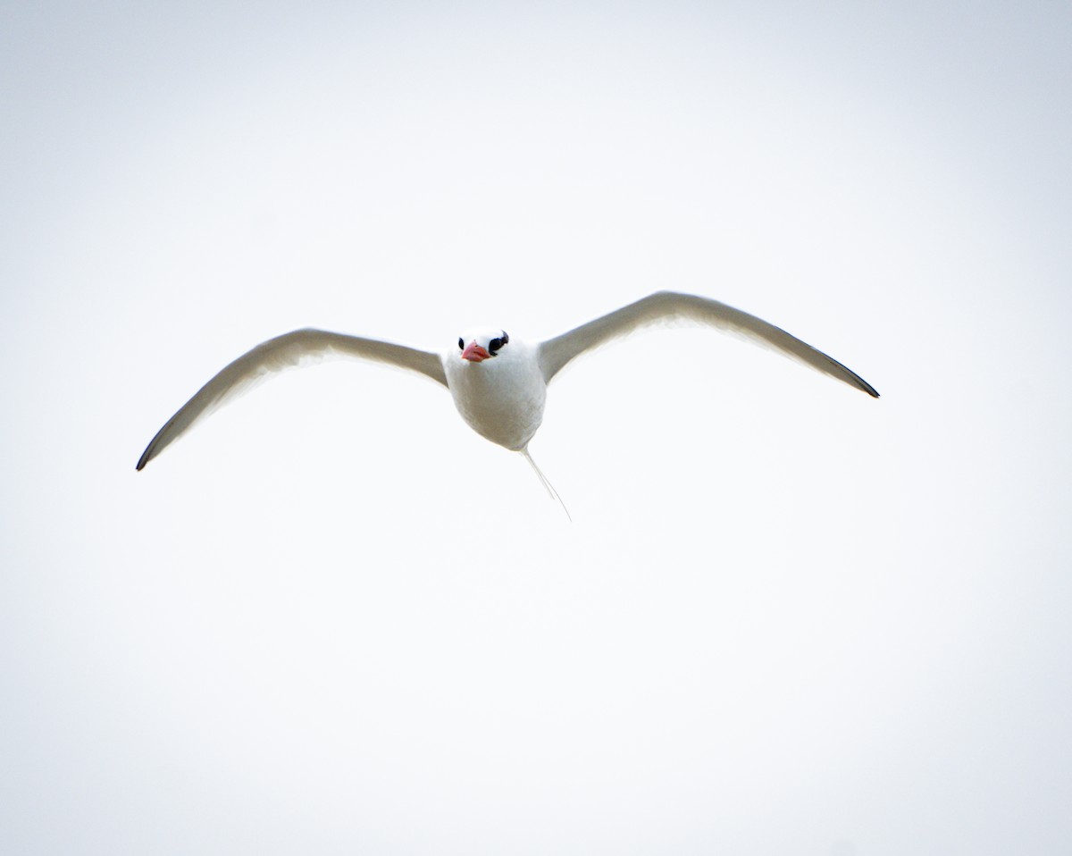 Red-billed Tropicbird - ML640335003