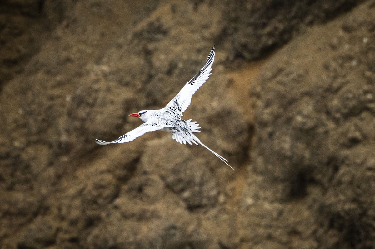 Red-billed Tropicbird - ML640335007