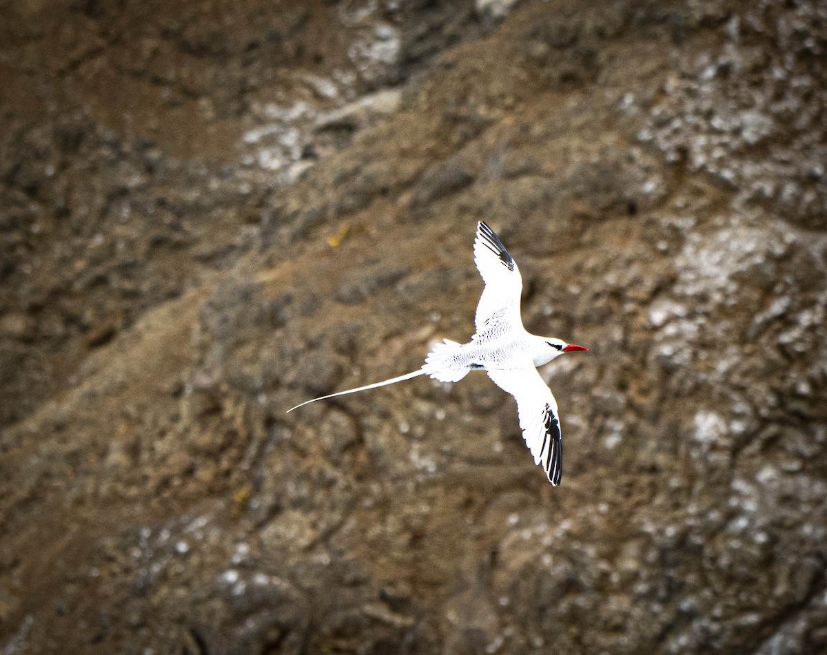 Red-billed Tropicbird - ML640335011