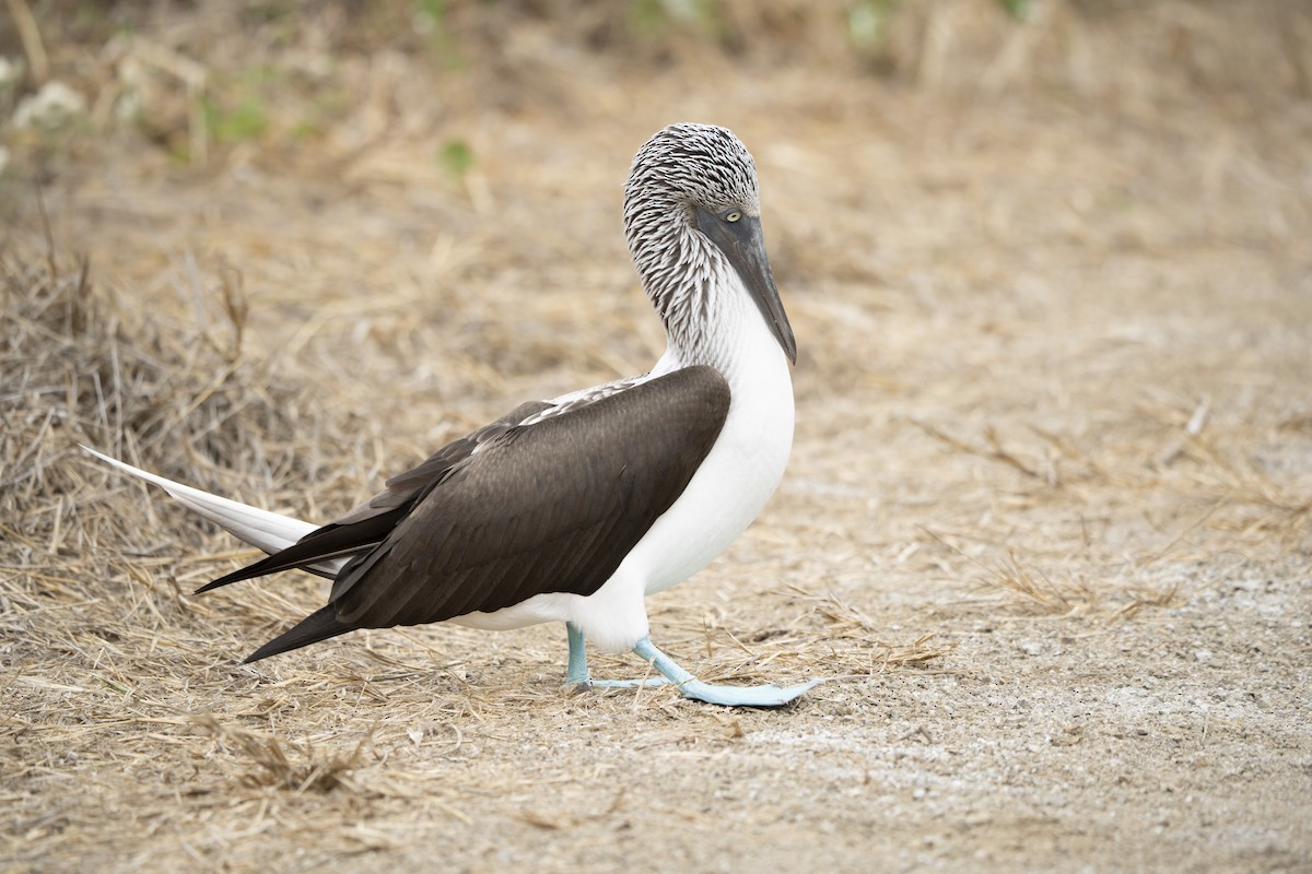 Blue-footed Booby - ML640335022