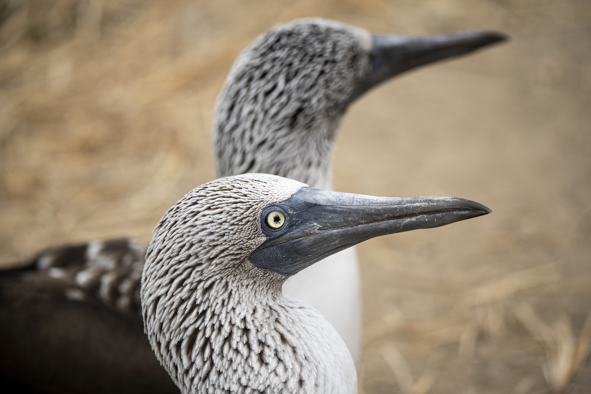 Blue-footed Booby - ML640335023