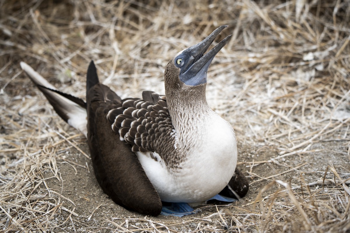 Blue-footed Booby - ML640335024