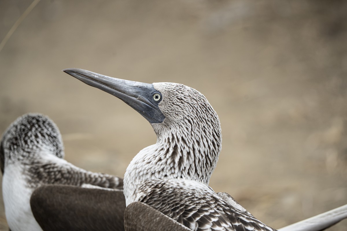 Blue-footed Booby - ML640335025