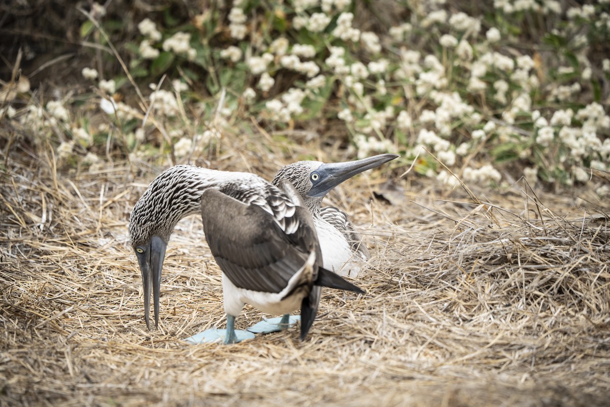 Blue-footed Booby - ML640335026