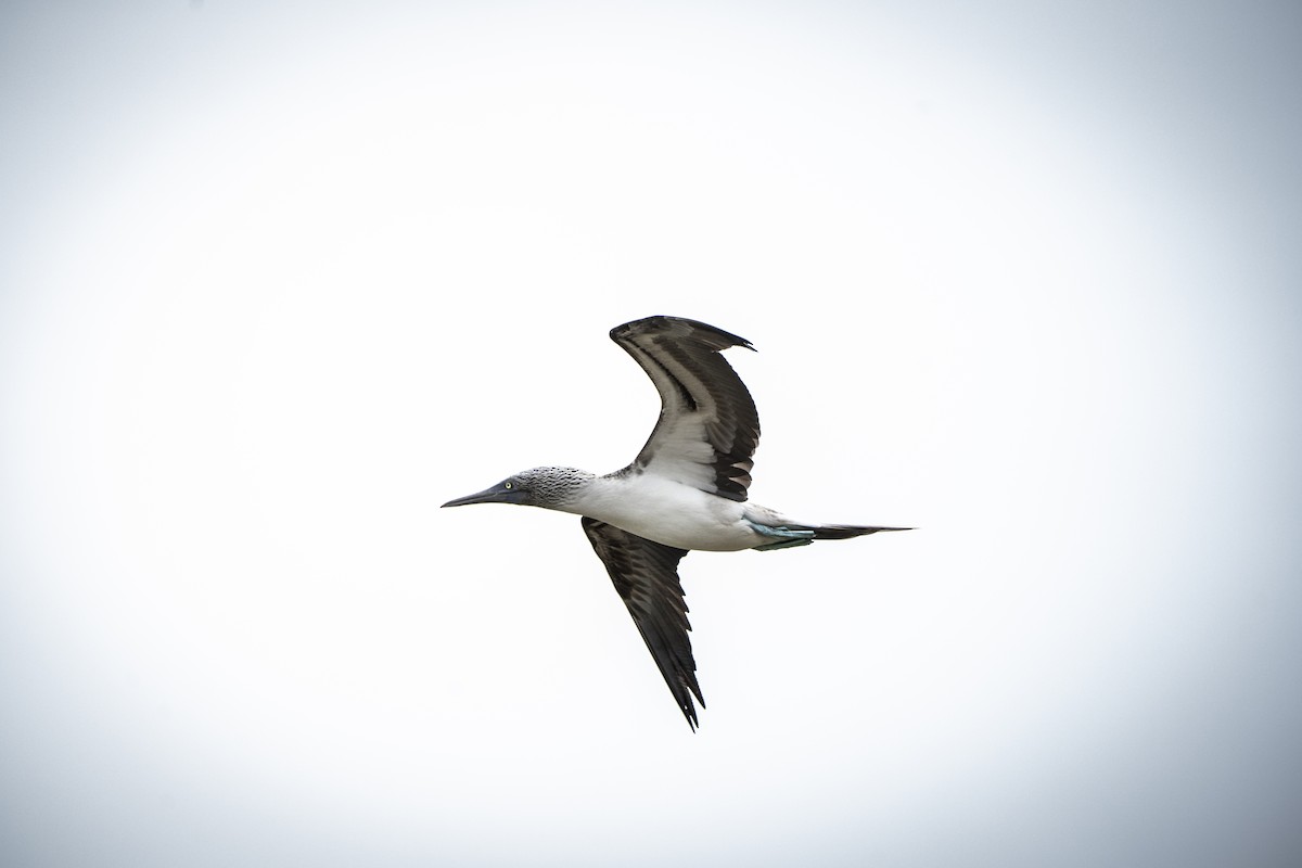 Blue-footed Booby - ML640335037