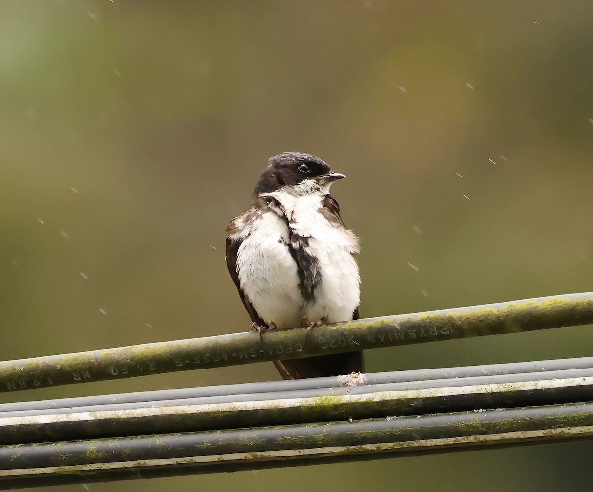 Blue-and-white Swallow - ML640335040