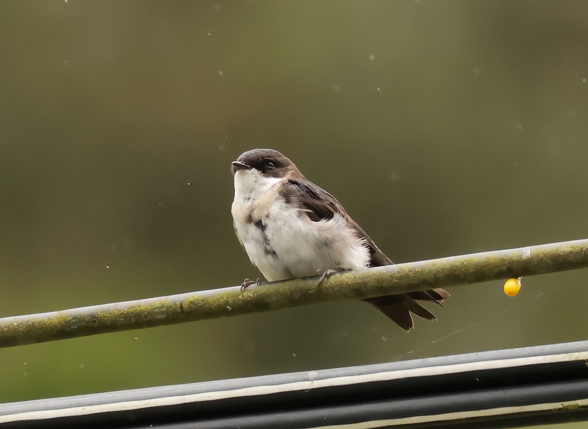 Blue-and-white Swallow - ML640335041