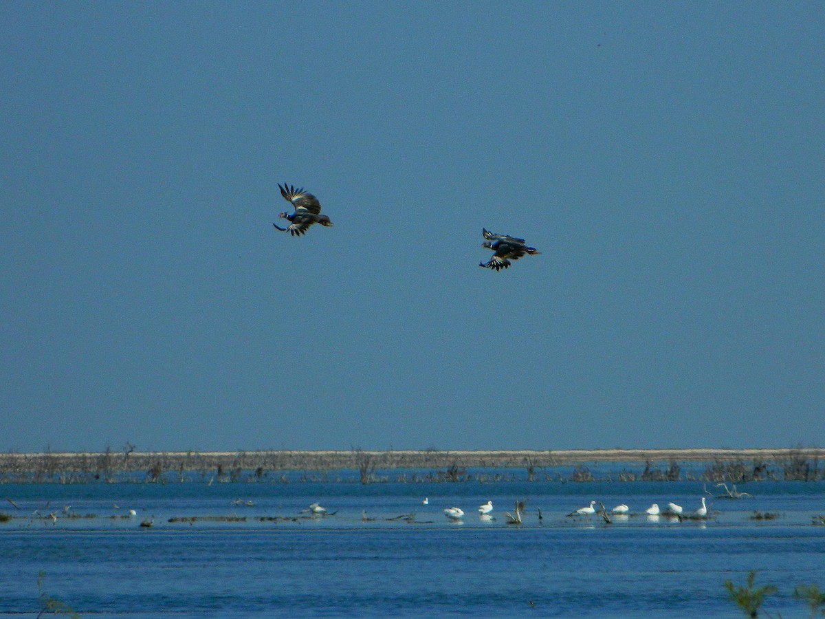 Southern Screamer - ML640335074