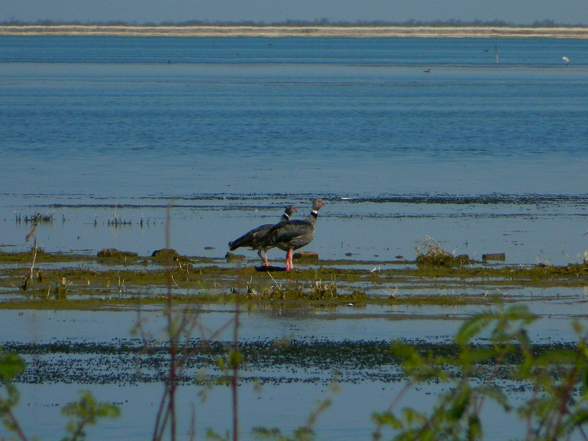 Southern Screamer - ML640335075