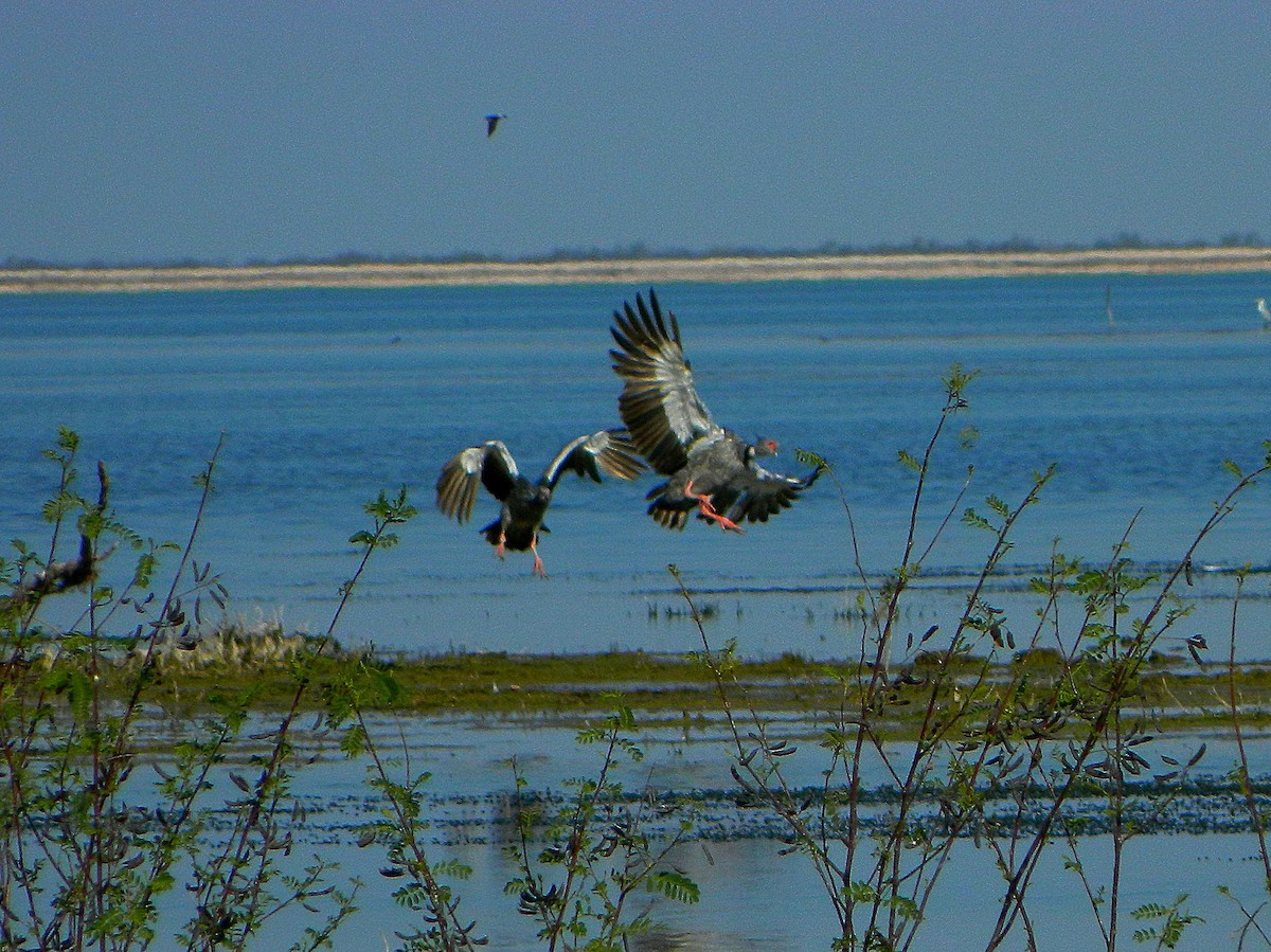 Southern Screamer - ML640335076