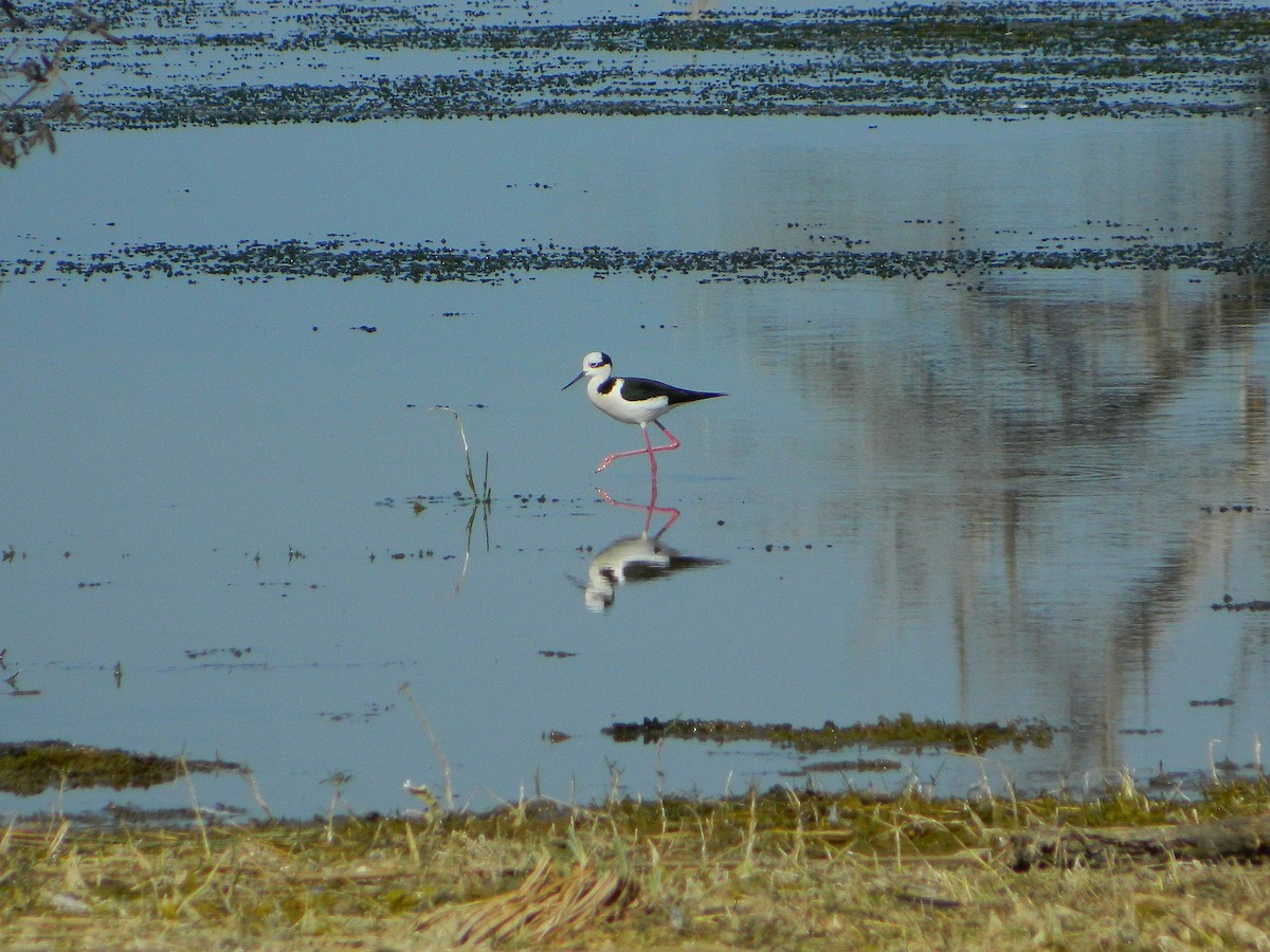 Black-necked Stilt - ML640335083