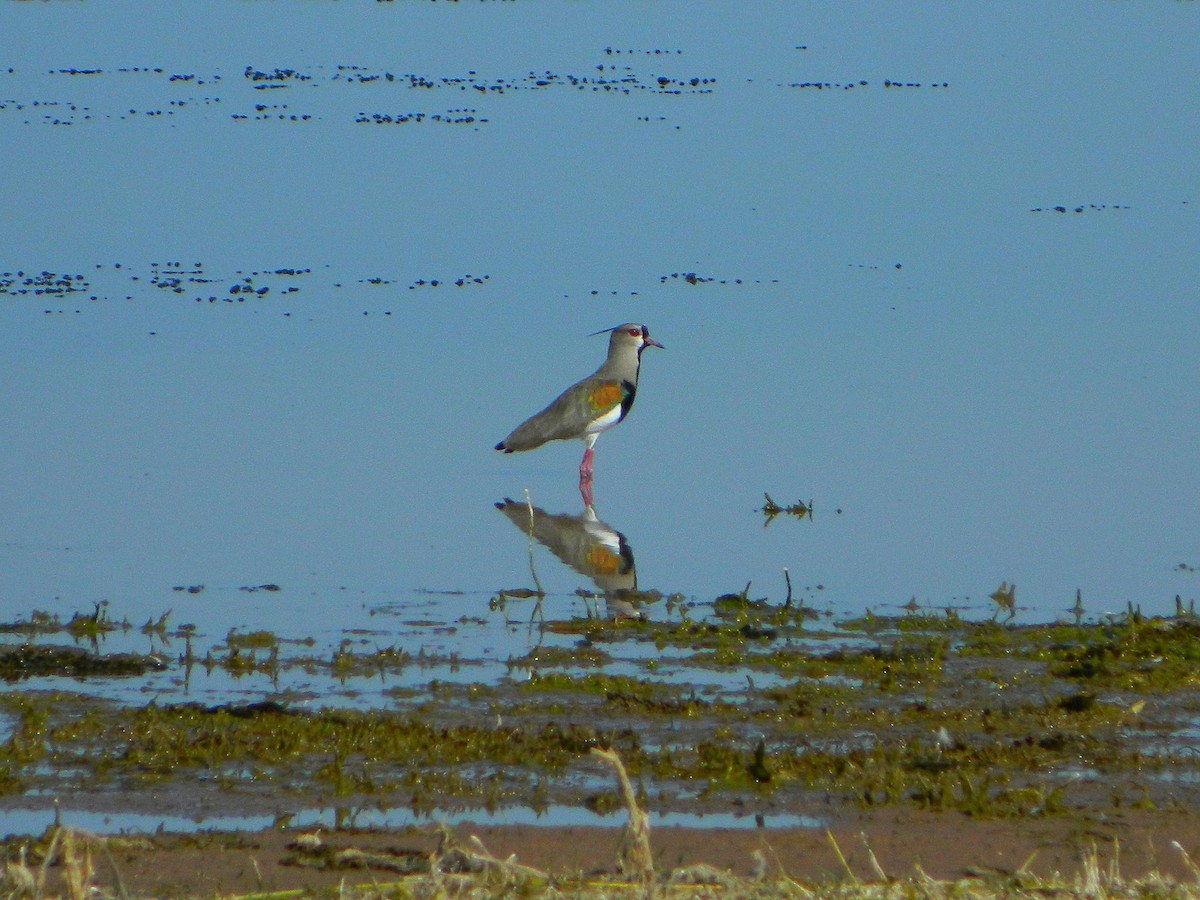 Southern Lapwing - ML640335087