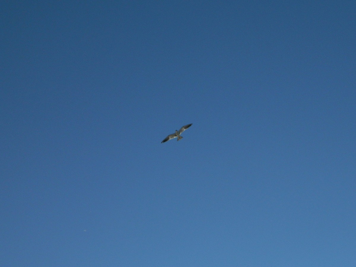 Large-billed Tern - ML640335103