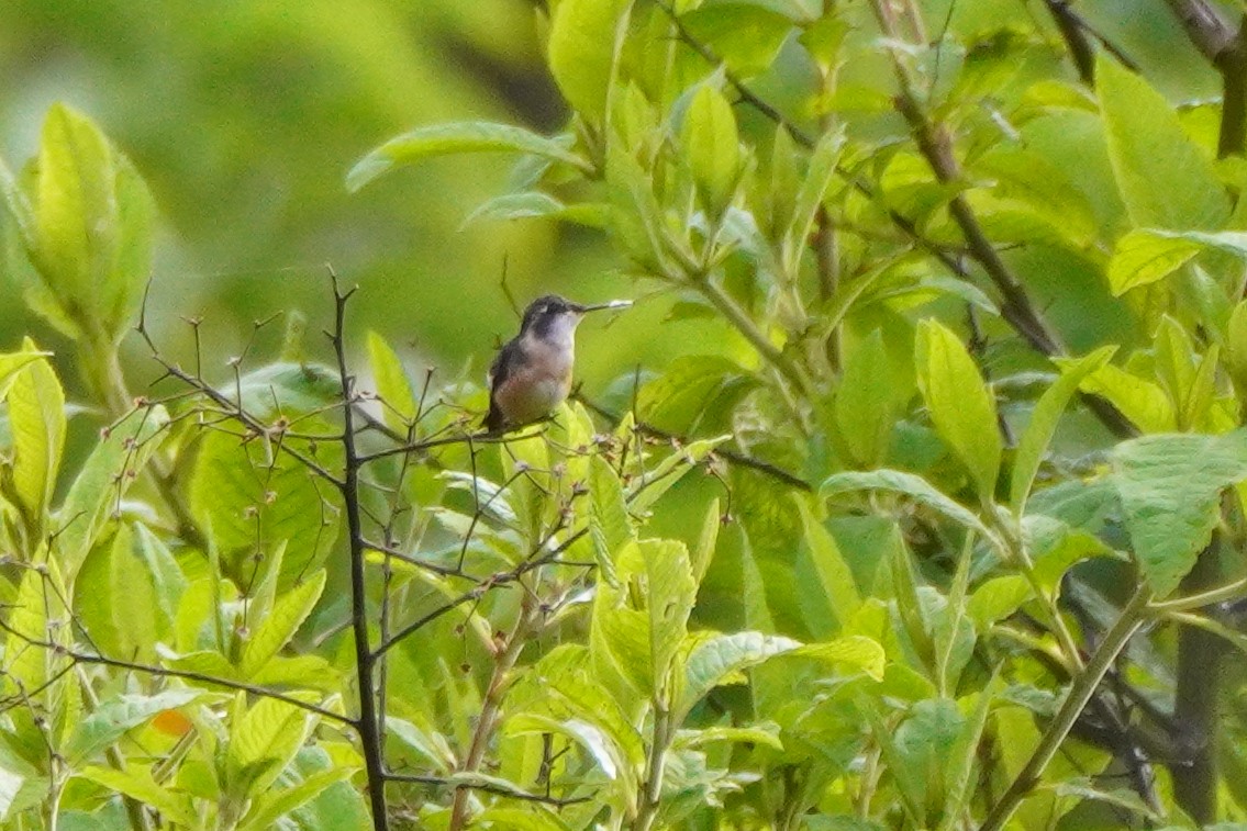 Magenta-throated Woodstar - ML640335113