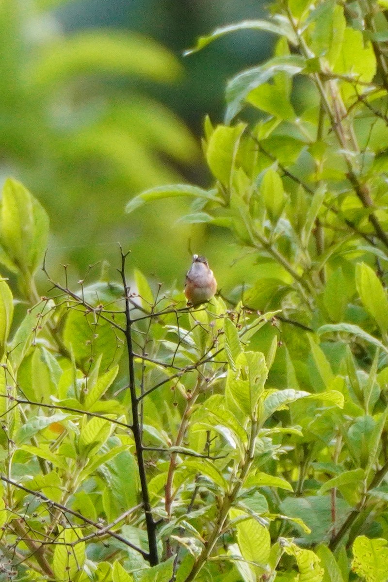 Magenta-throated Woodstar - ML640335114