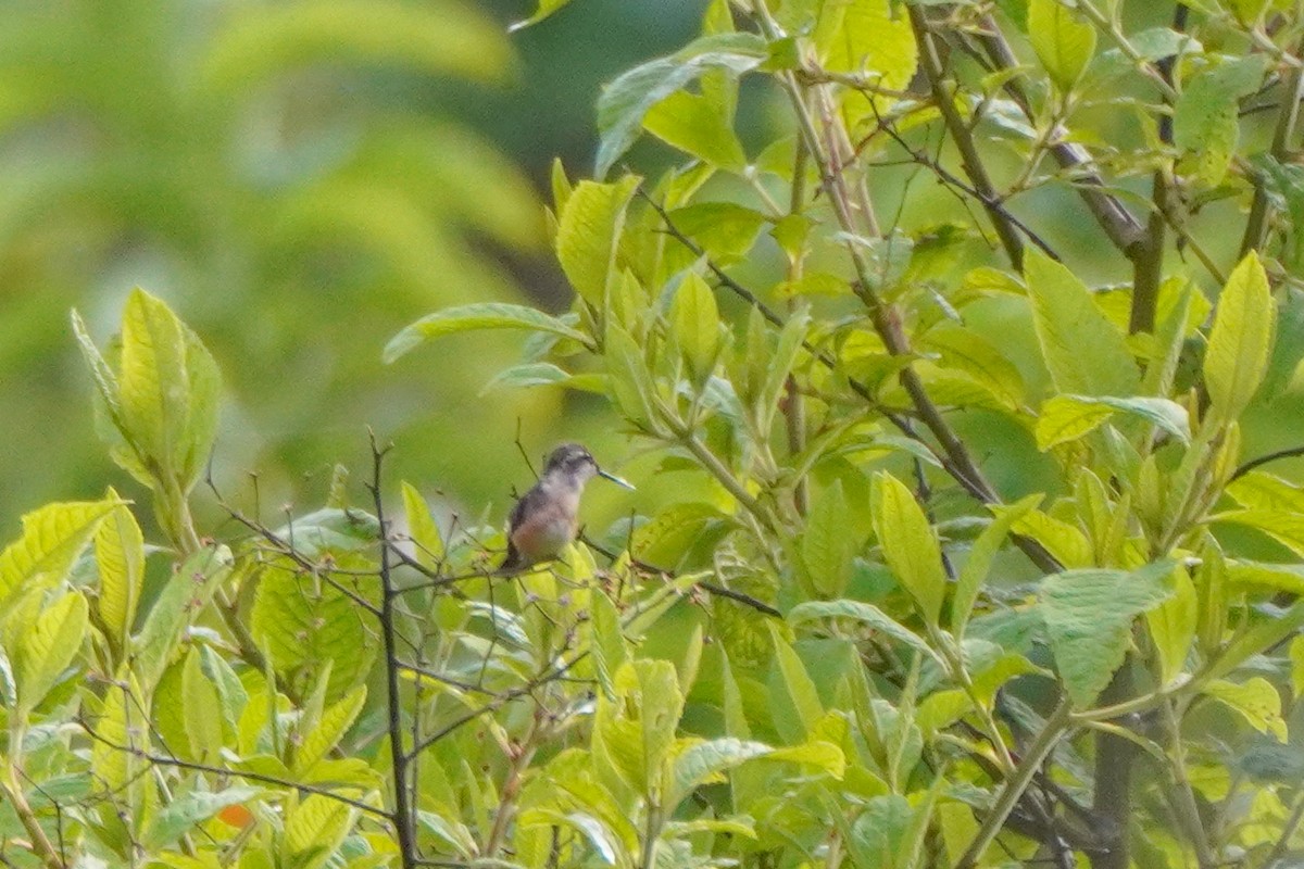 Magenta-throated Woodstar - ML640335115