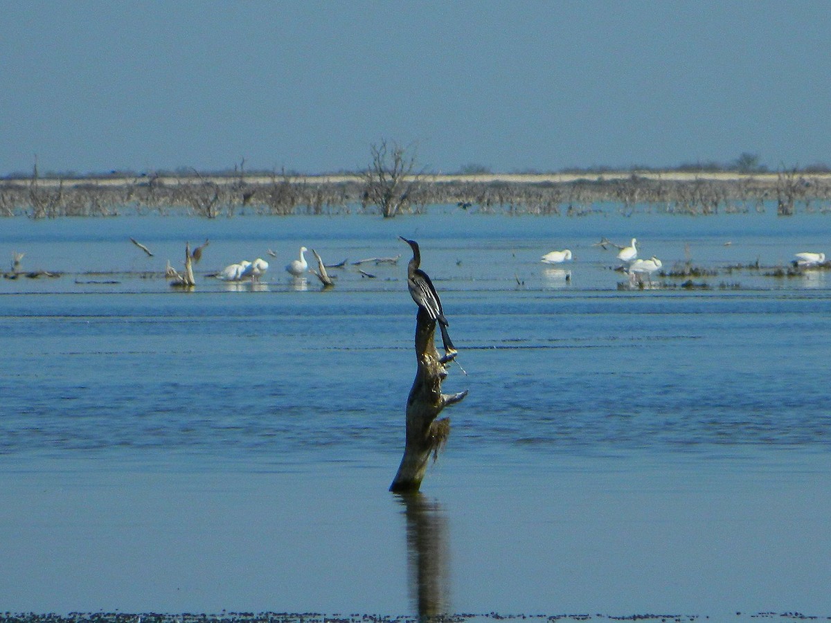 Anhinga - ML640335116