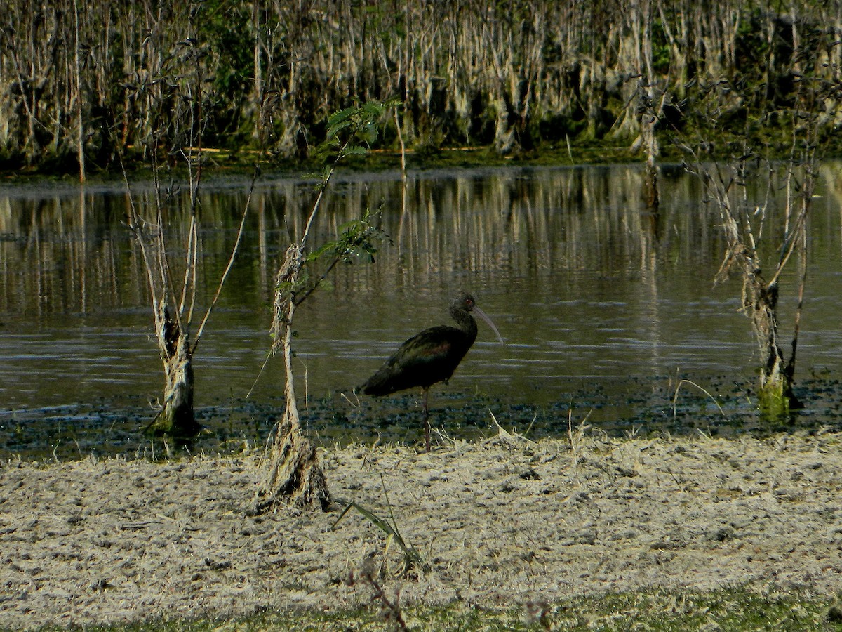 White-faced Ibis - ML640335126