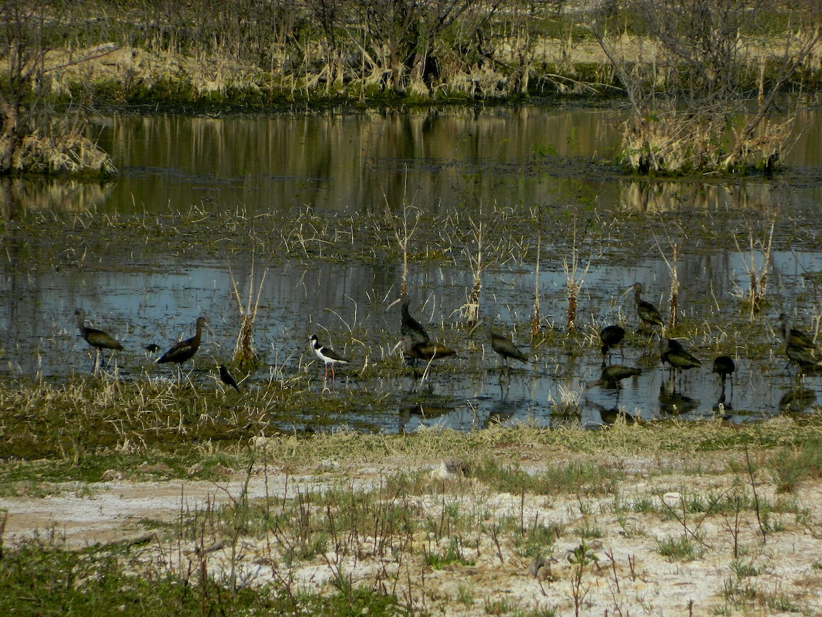 White-faced Ibis - ML640335128