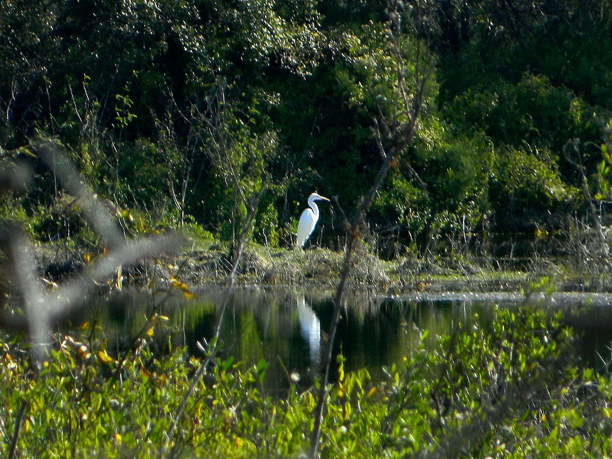 Great Egret - ML640335131