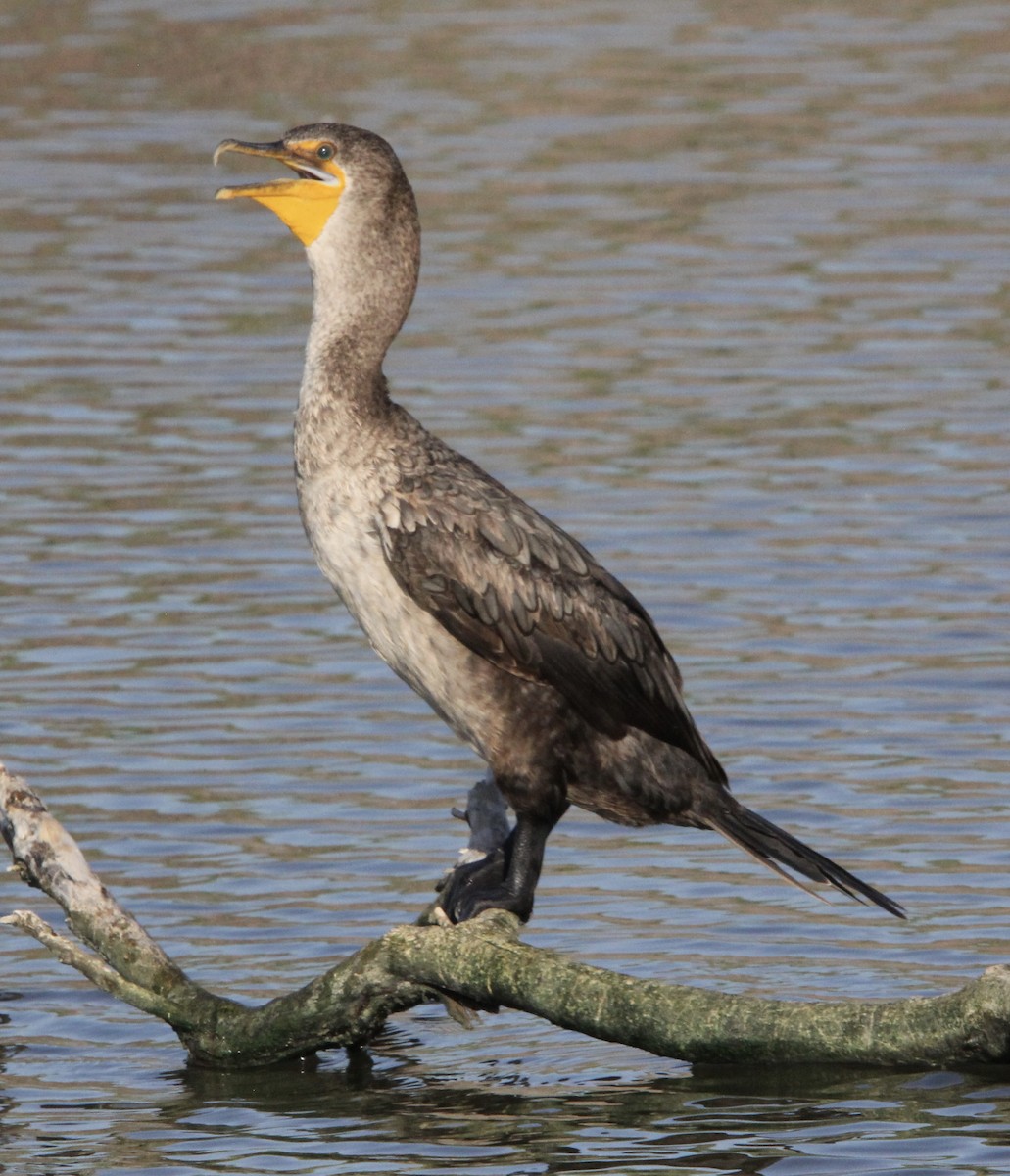 Double-crested Cormorant - ML640335134
