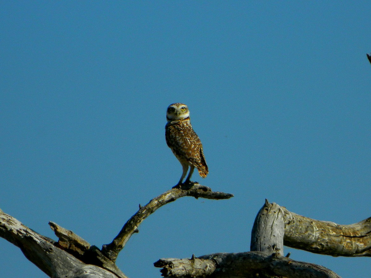 Burrowing Owl - ML640335138