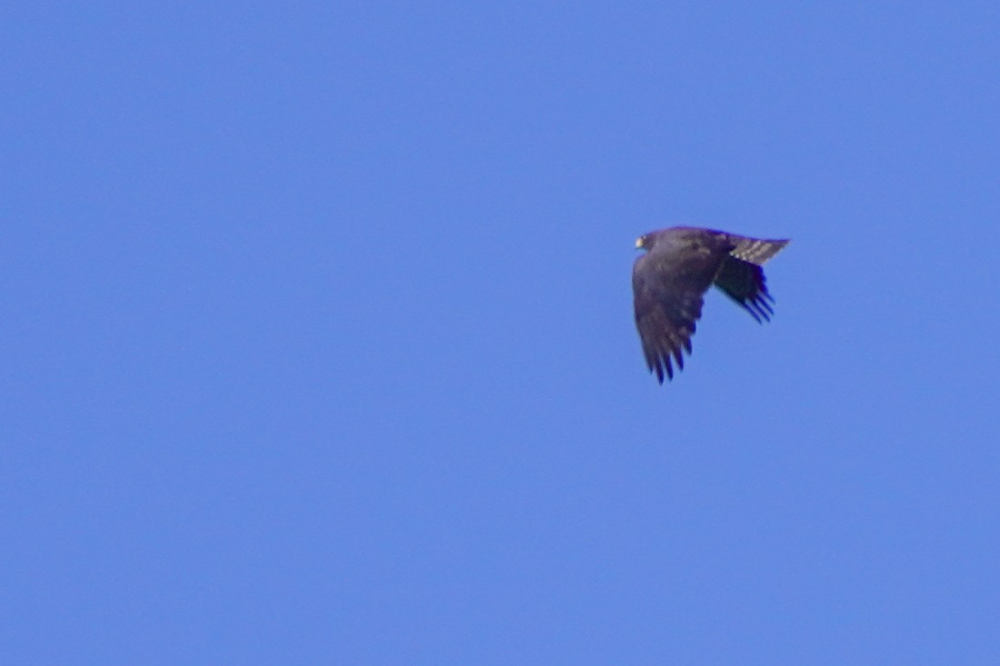 Short-tailed Hawk - ML640335149