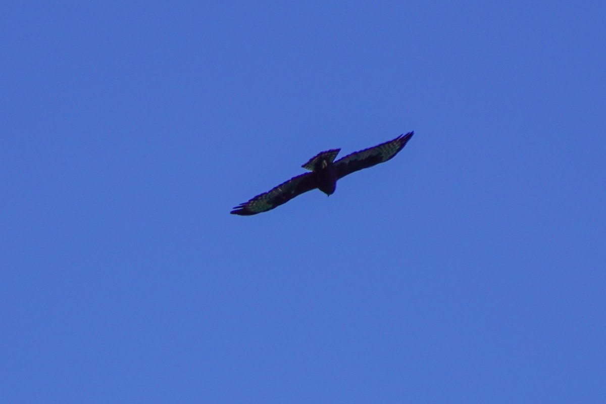 Short-tailed Hawk - ML640335150