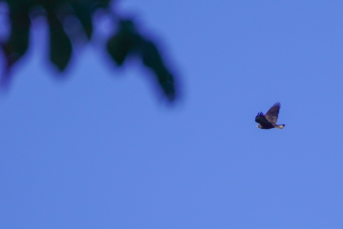 Short-tailed Hawk - ML640335151
