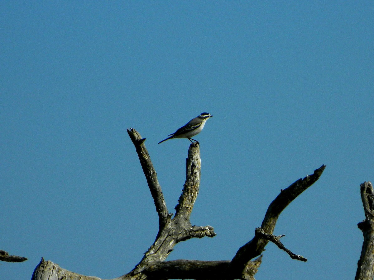 Black-crowned Monjita - ML640335158