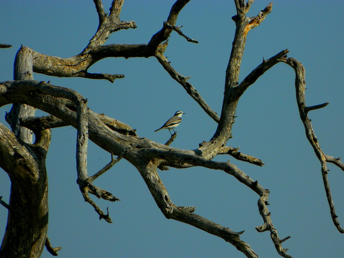 Black-crowned Monjita - ML640335159