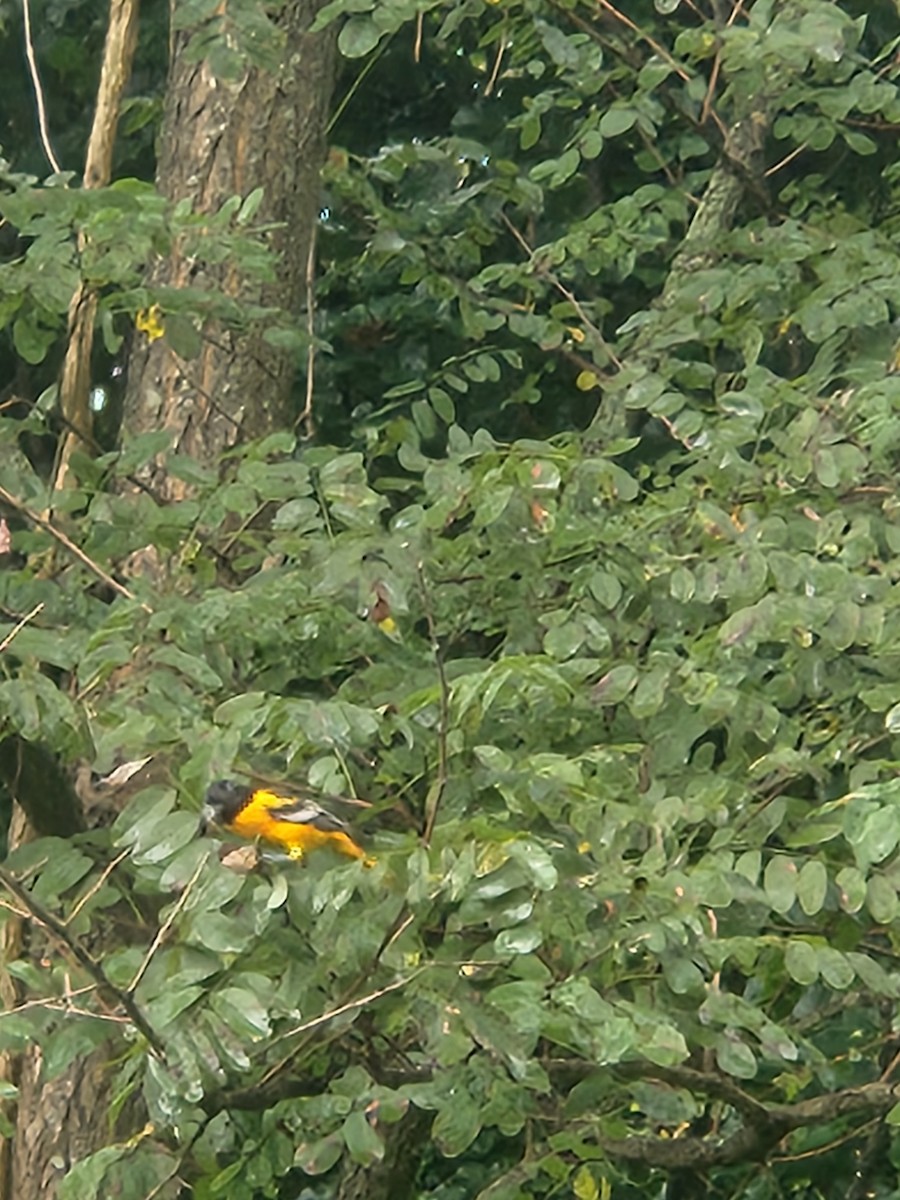 Baltimore Oriole - ML640335187