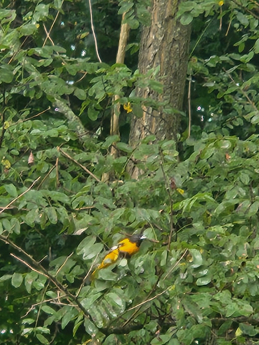 Baltimore Oriole - ML640335189