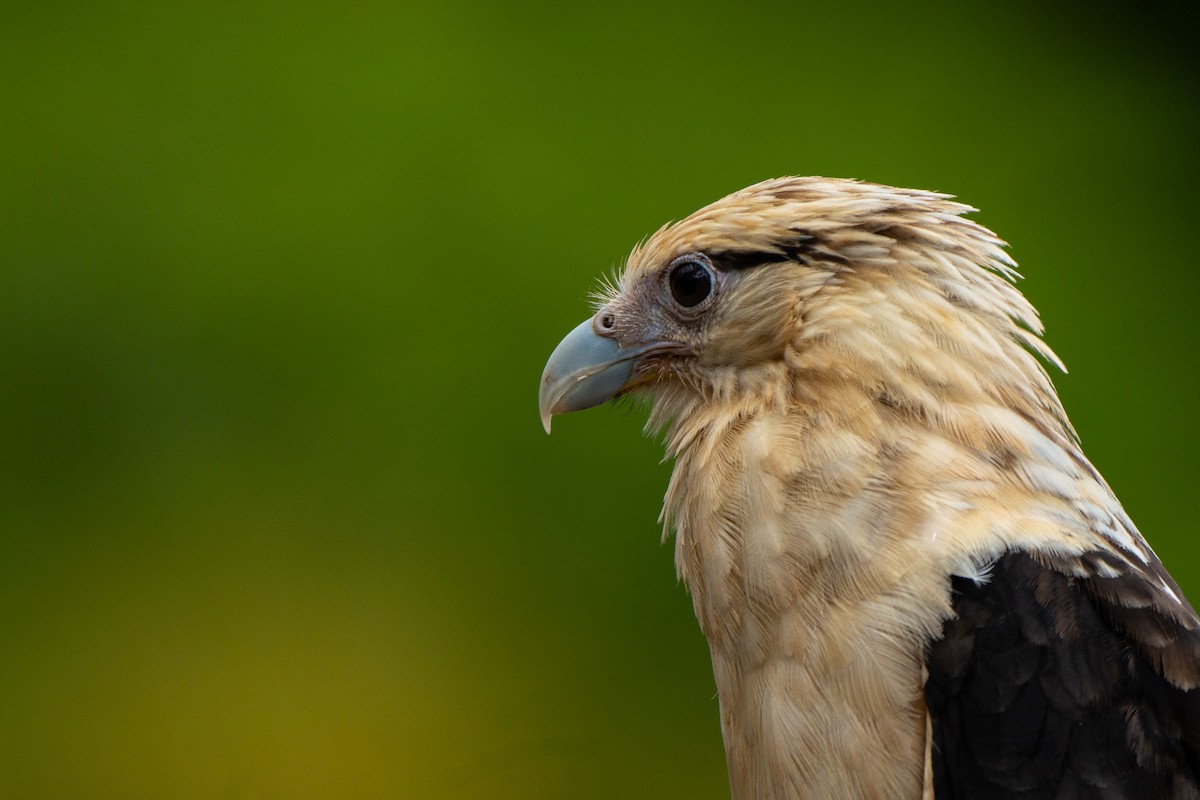 Yellow-headed Caracara - ML640335240