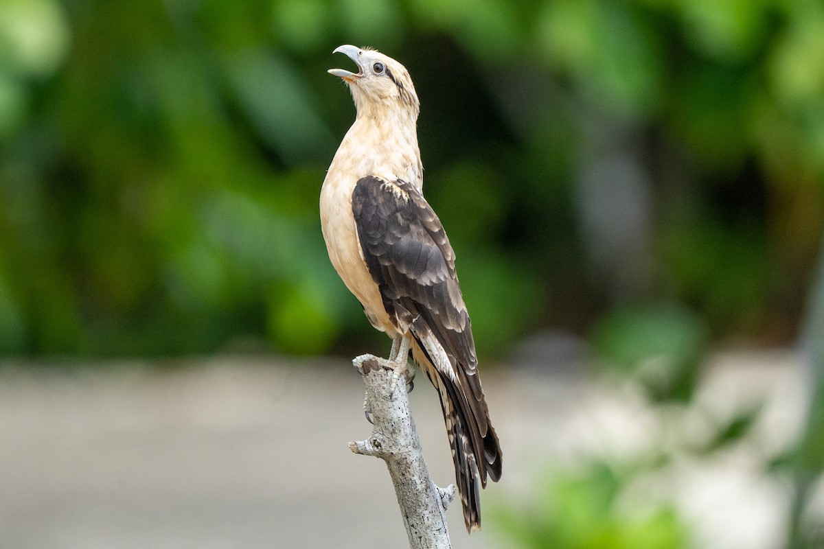 Yellow-headed Caracara - ML640335243