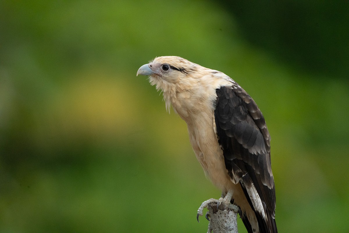 Yellow-headed Caracara - ML640335244